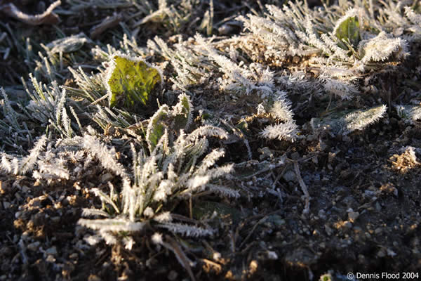 White Frosted Weeds