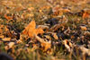 Frosty Fall Leaves on the Ground
