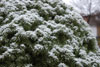 Snow-Covered Evergreen Bush
