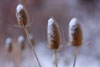 Winter Prickles