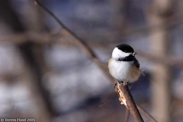 Friendly Bird, Hungry Bird