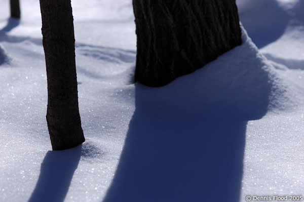 Tree Shadows