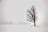 Weathered Tree in a Blizzard