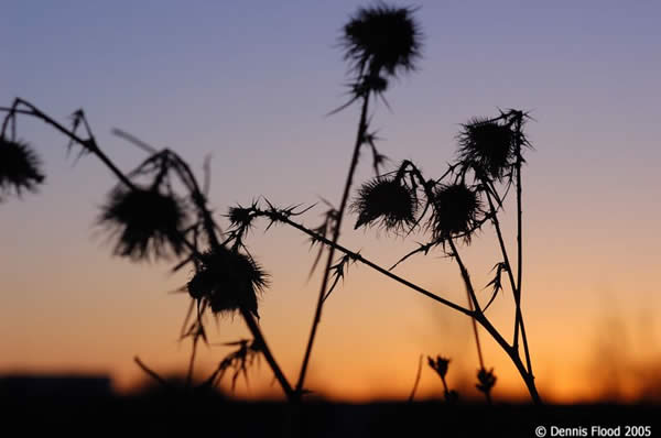 Group of Thistles