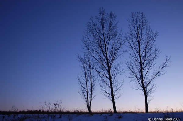 Three Trees
