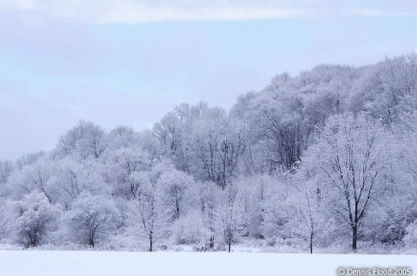 Wintery White Out