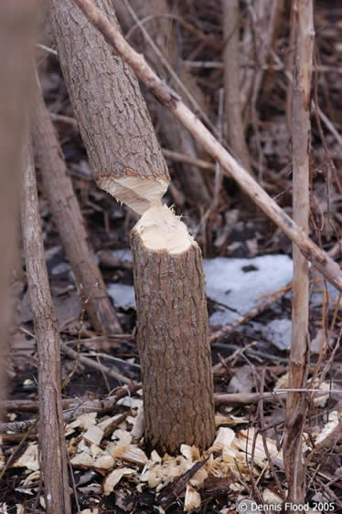 Beaver Candy