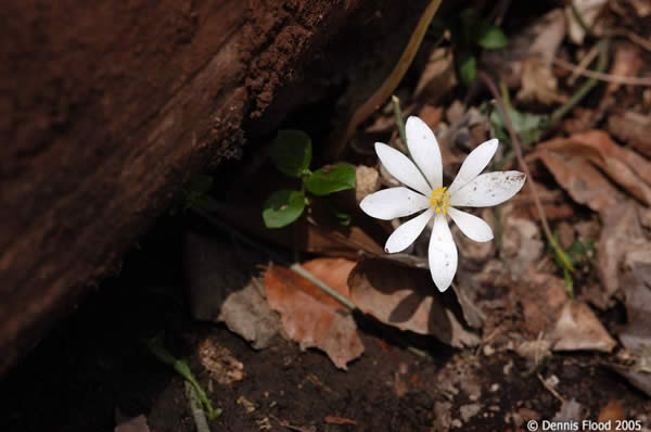 Blooming Wildflower