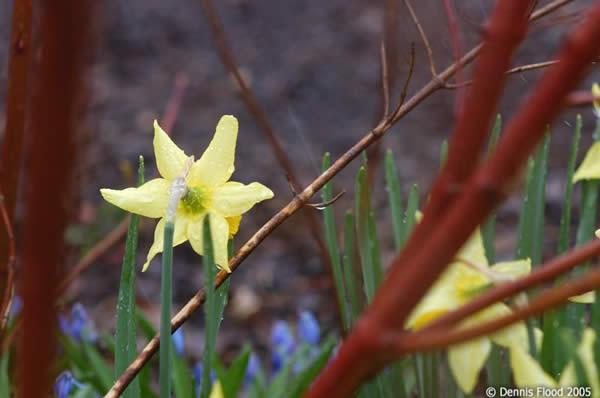 Drops on a Daffodil