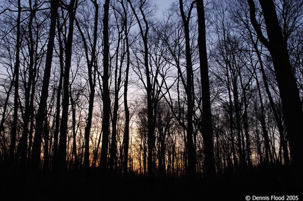 Through the Trees