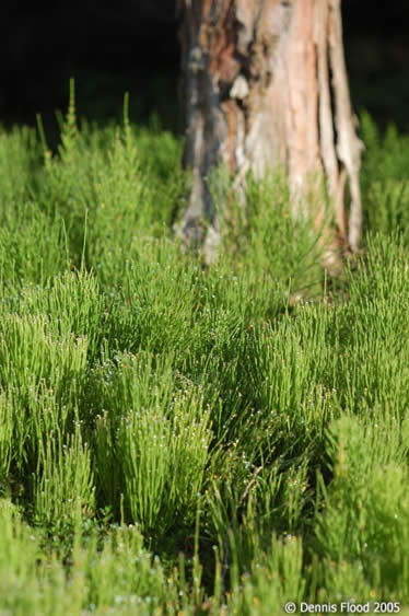 Dew on the Green Grass