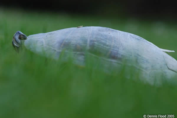 Dirty Turtle Shell