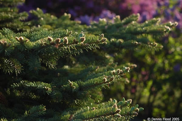 Evergreen Buds