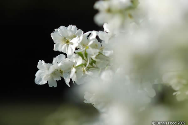 Profusion of White Petals