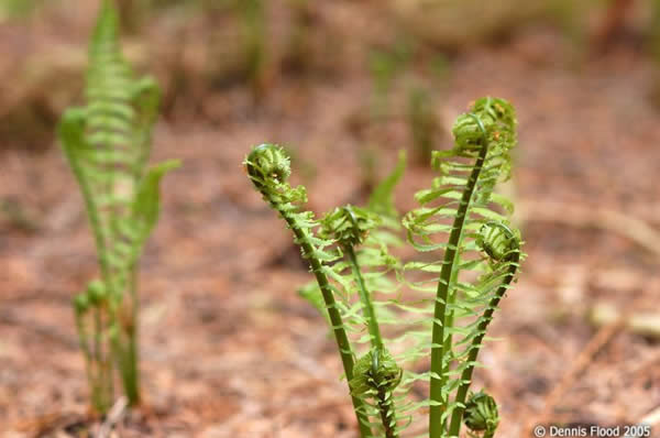 Unfurling Ferns