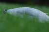 Dirty Turtle Shell