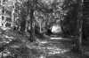 Evergreen Forest in Black and White