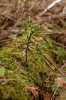 Forest Regeneration