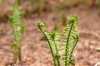 Unfurling Ferns