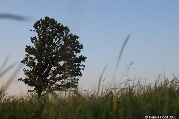 Grass - Tree - Sky