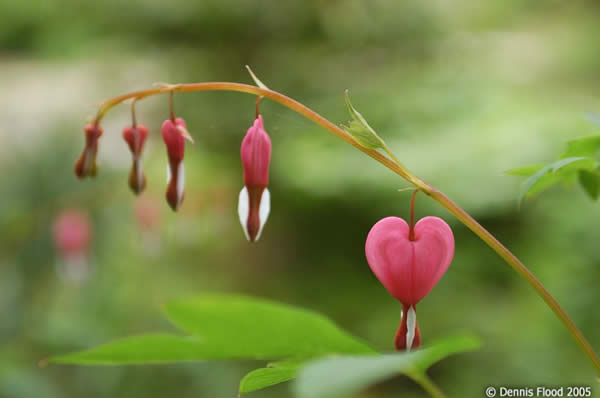 Lonely Bleeding Heart