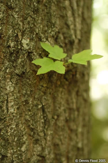 Trunk Growth