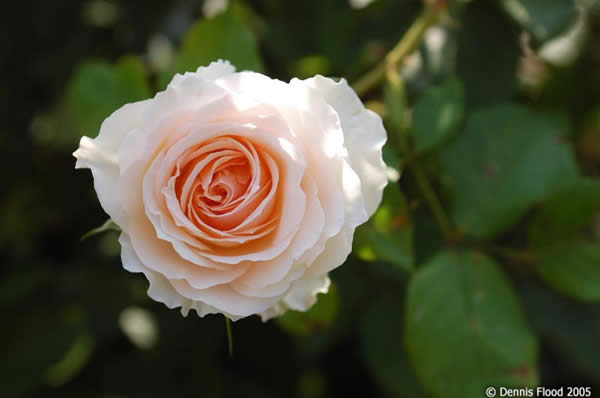 Perfect Rose