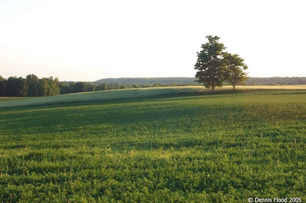 Two Trees in a Field