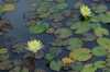 Water Lily Lotus Flower
