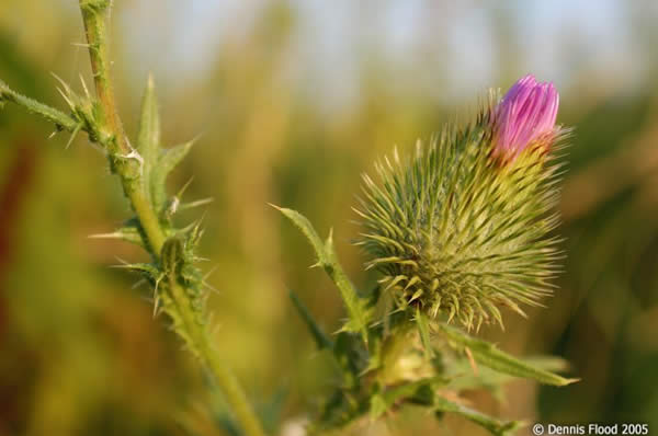 Scottish Thistle