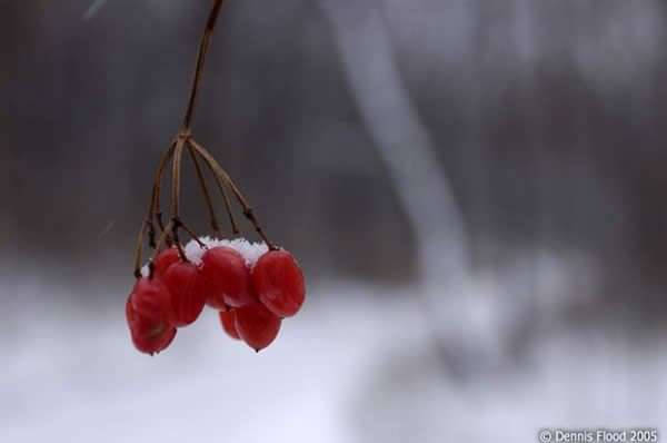 Red Berries in Winter