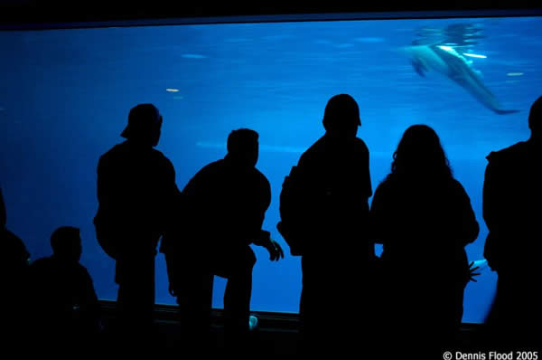 White-sided Dolphin Watchers