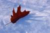 Oak Leaf in the Snow