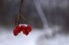 Red Berries in Winter
