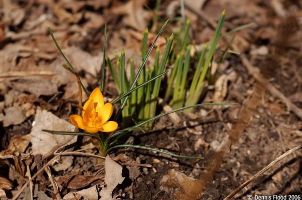 First Flower