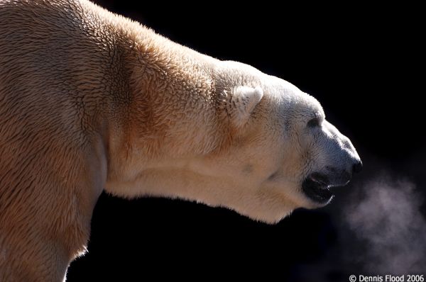 Polar Bear Profile