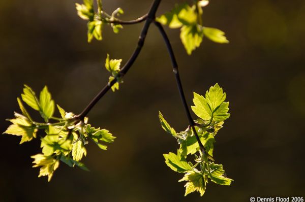 Spring is Springing