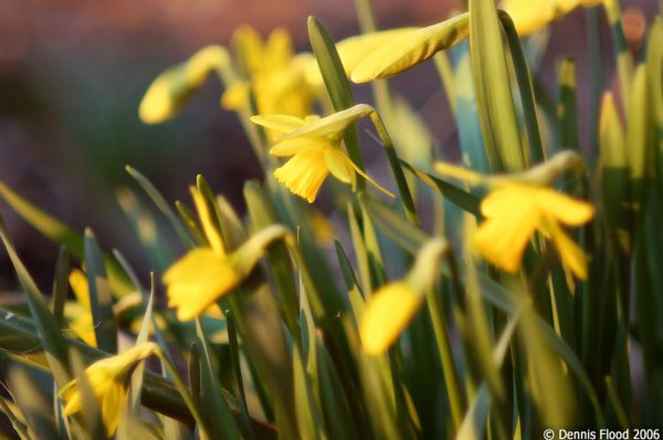 Swaying Daffodils