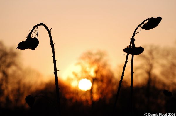 Wilting Sunflowers