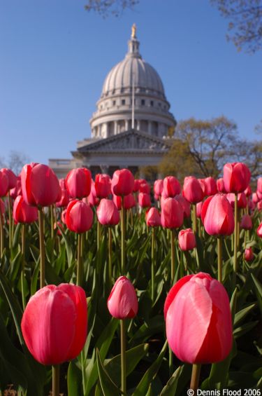 Wisconsin State Tulips