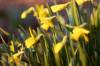 Swaying Daffodils