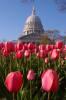 Wisconsin State Tulips