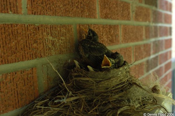 Baby Robins in a Nest