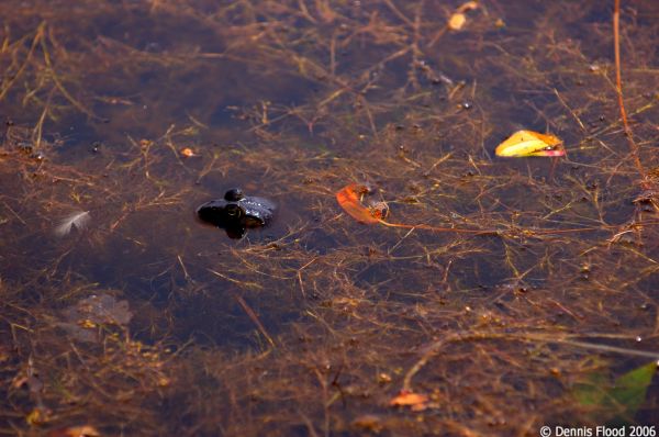 Submerged Stalker