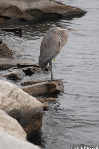 Hooked Heron